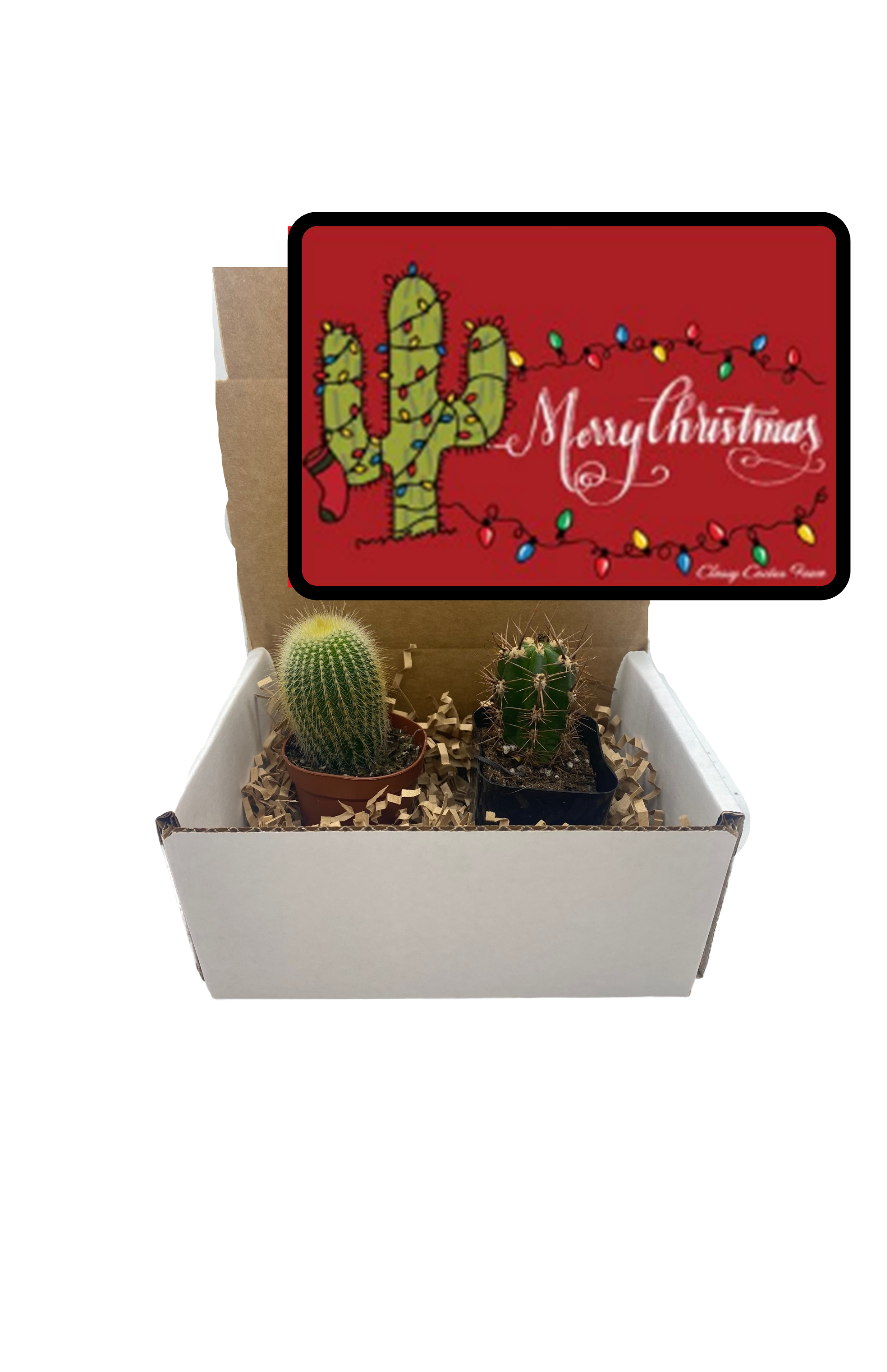 JIMWAG アニバーサリーギフトボックス Christmas Holiday Cactus Gift Box - 2 plants – Classy Cactus Farm, LLC