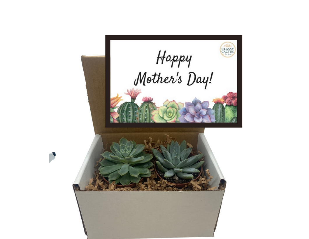 Succulent Gift Box - Happy Mother's Day (set of 2) 3 inch plants
