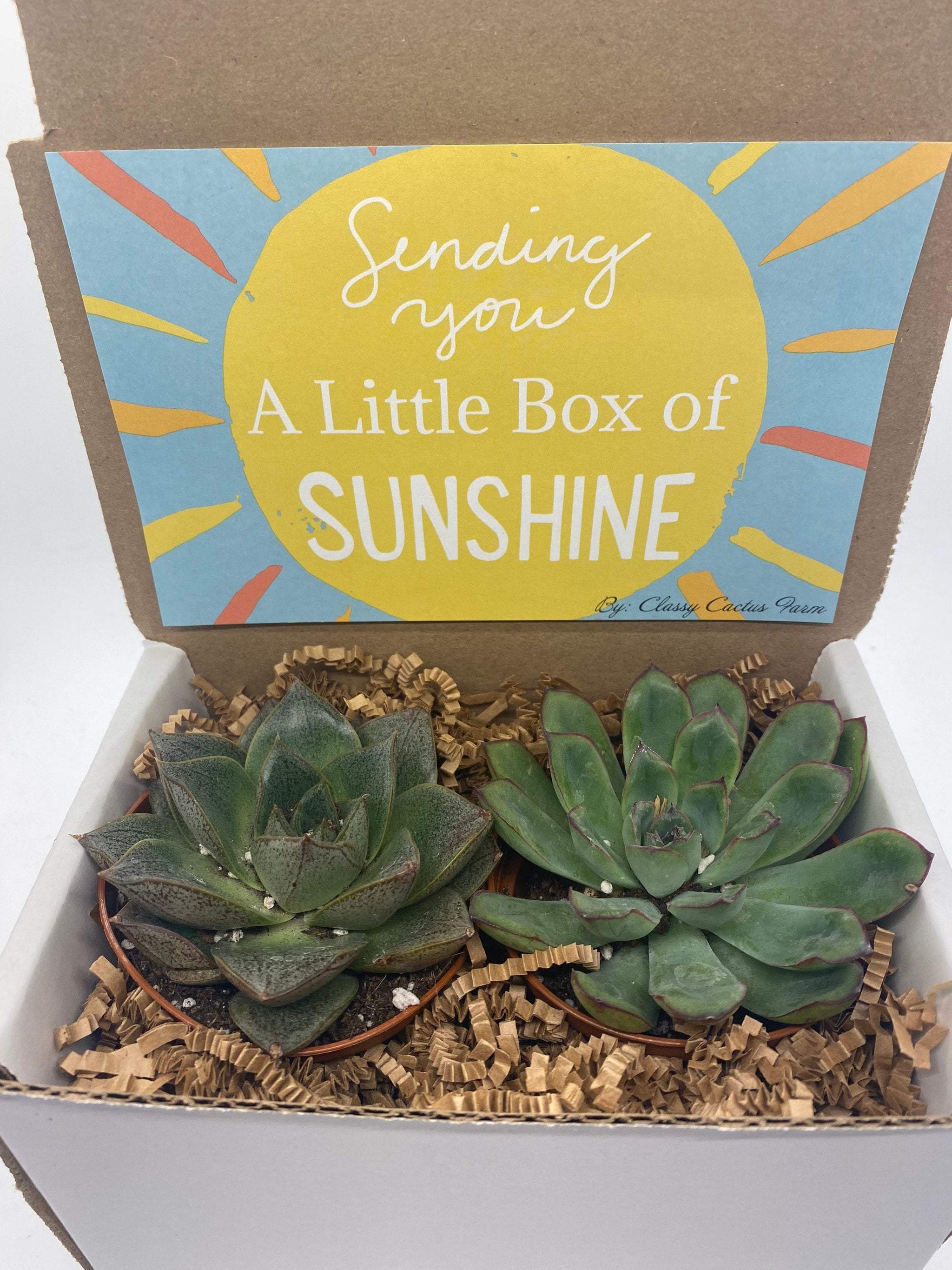 succulents send Box of Sunshine Succulent Gift Box