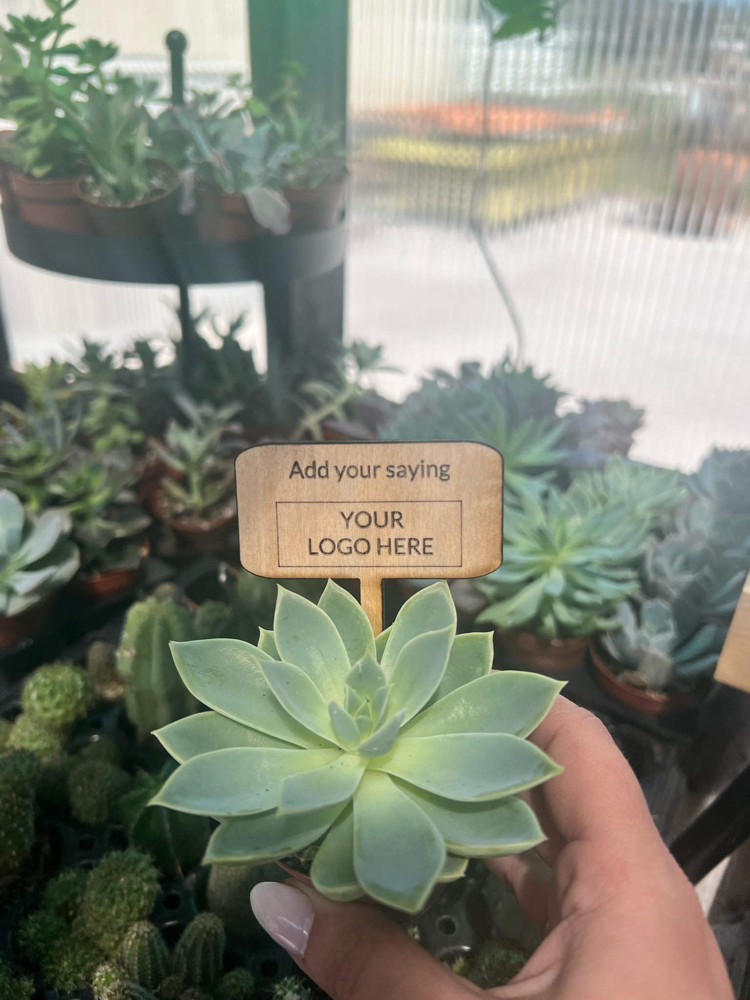 succulents for sale sign Custom Plant Sign – Classy Cactus Farm, LLC
