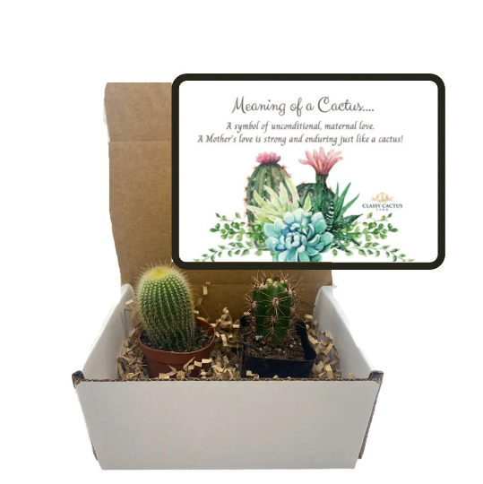 Cactus Gift Box - (set of 2) Meaning of a Cactus (For a Mother)