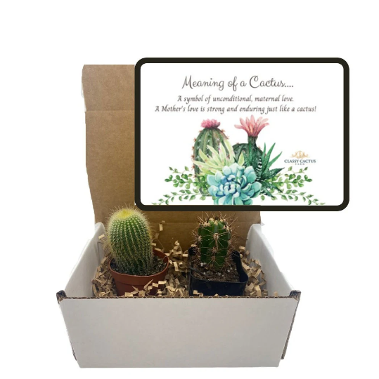 succulent gift meaning Cactus Gift Box