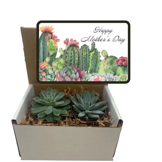 Succulent Gift Box - (set of 2) Happy Mother's Day