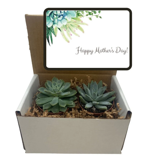 Succulent Gift Box - (set of 2) Happy Mother's Day