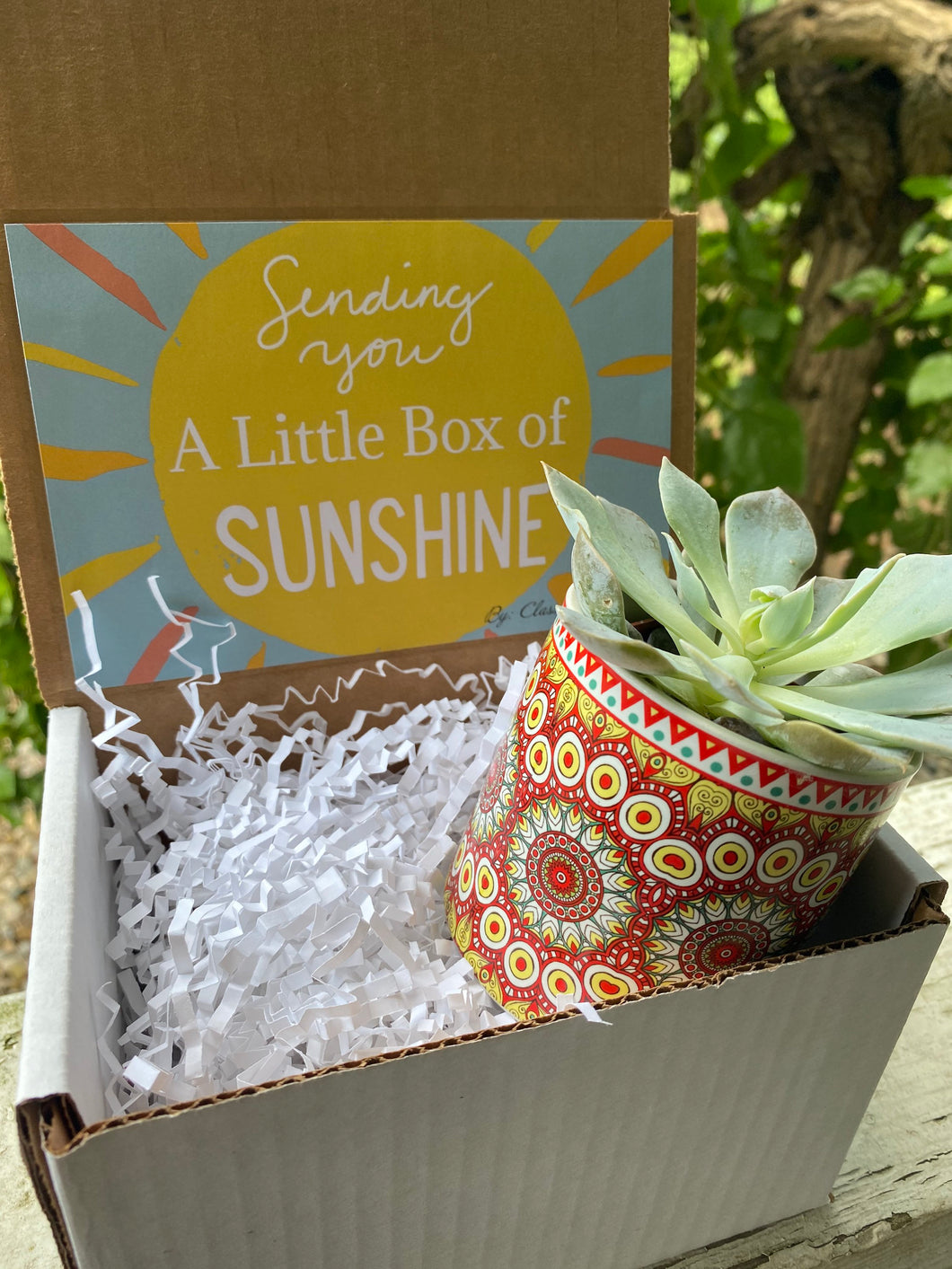 Colorful Succulent planter gift box with succulent