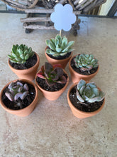 Load image into Gallery viewer, Mini potted succulents (2 inch container)
