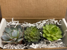 Load image into Gallery viewer, Subscription Succulent Box
