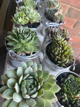 Load image into Gallery viewer, Variety Succulent Buckets (2 inch buckets)
