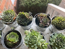 Load image into Gallery viewer, Variety Succulent Buckets (2 inch buckets)
