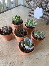 Load image into Gallery viewer, Mini potted succulents (2 inch container)
