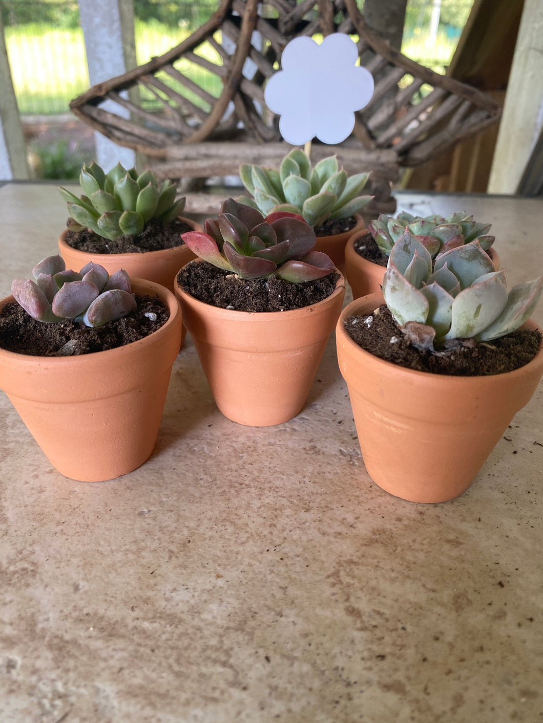 Mini potted succulents (2 inch container)