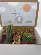Load image into Gallery viewer, Cactus Gift Box - Thinking of You elephant  (Set of 2)
