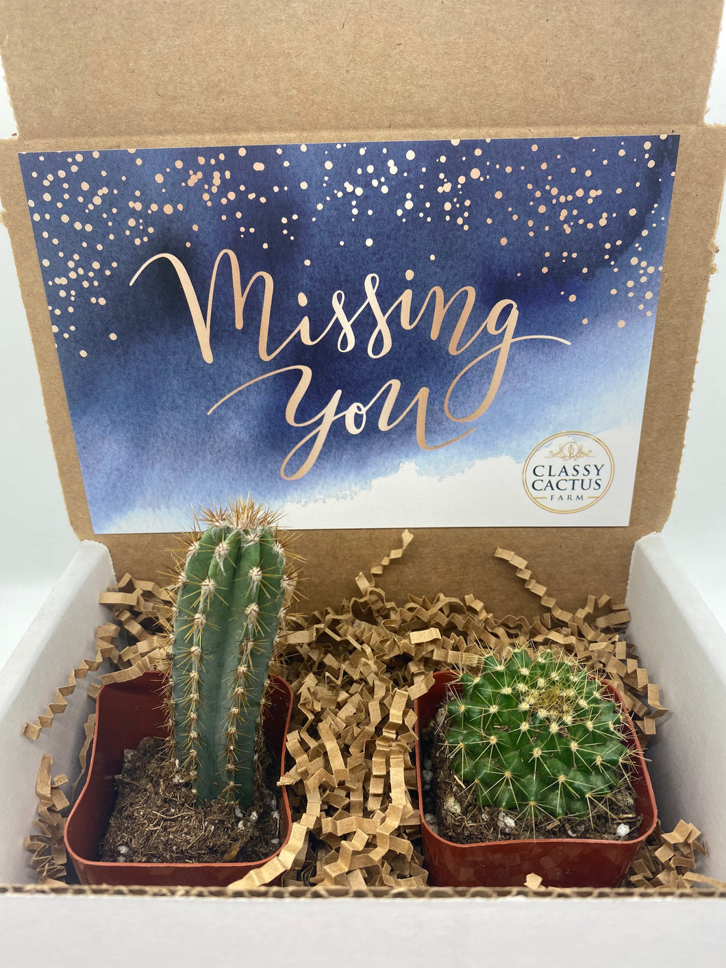 Cactus Gift Box - Missing You (set of 2 Cacti)