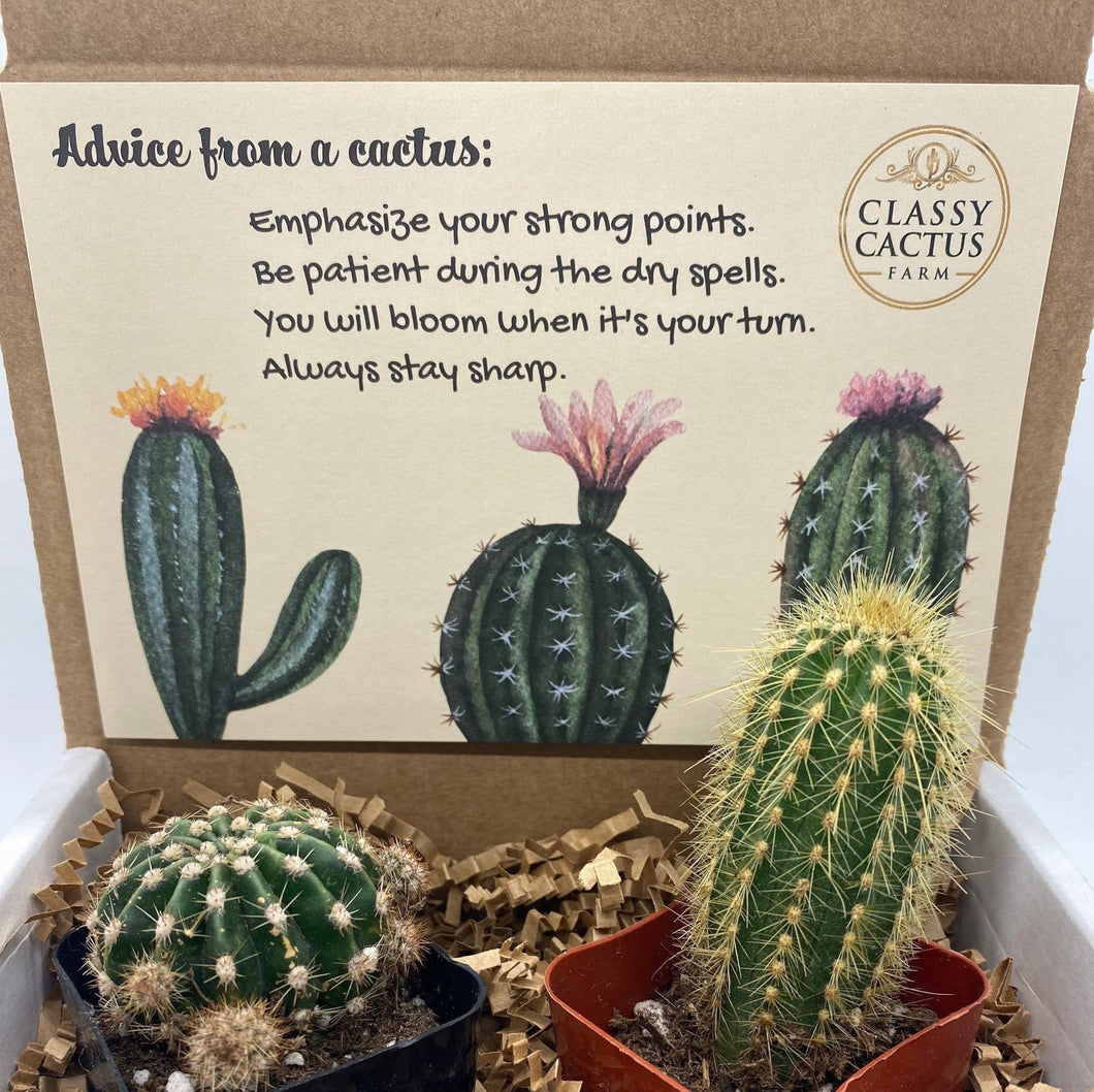 Cactus Gift Box - (set of 2) Advice from a cactus