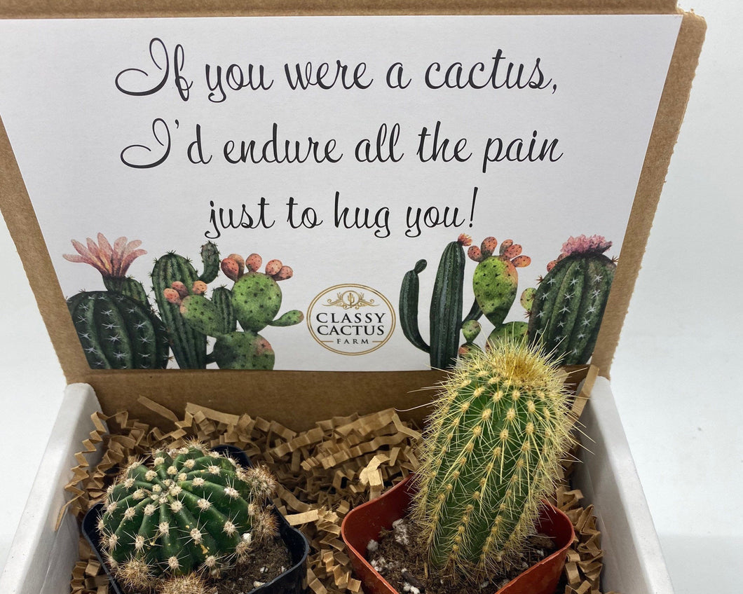 Cactus Gift Box - (set of 2) If you were a cactus...