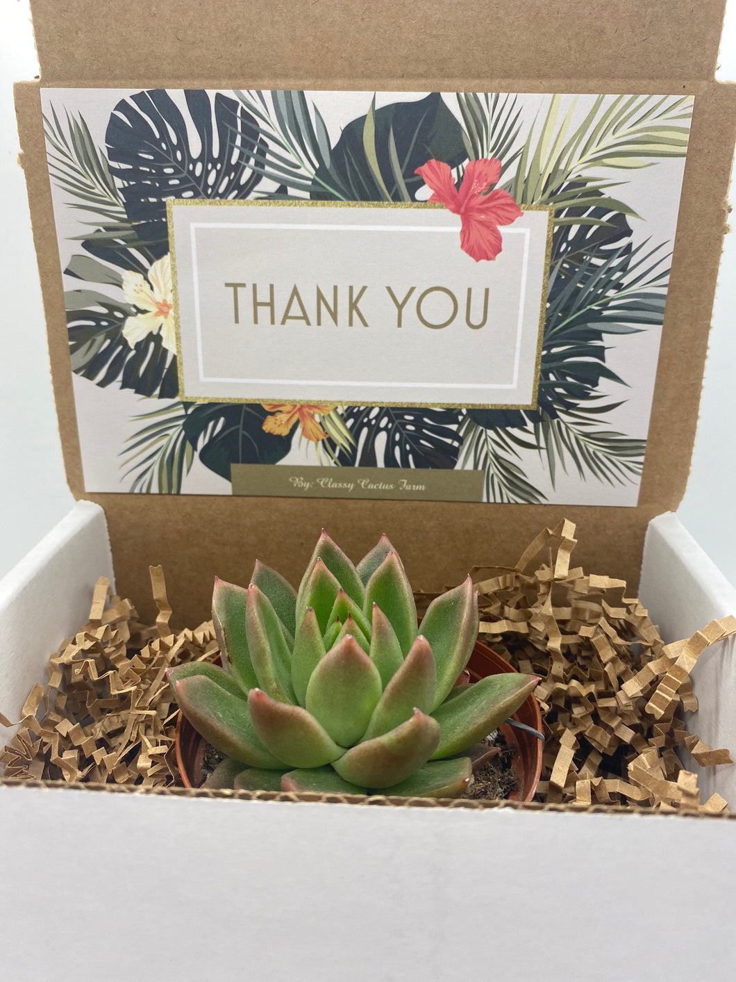 Succulent Gift Box - Thank You