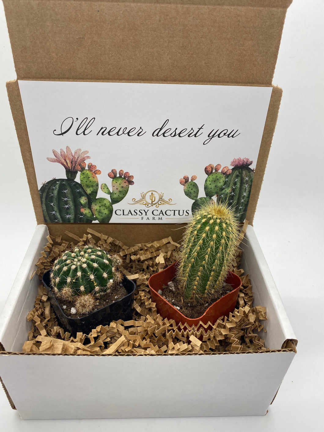 Cactus Gift Box - (set of 2) I’ll never desert you.
