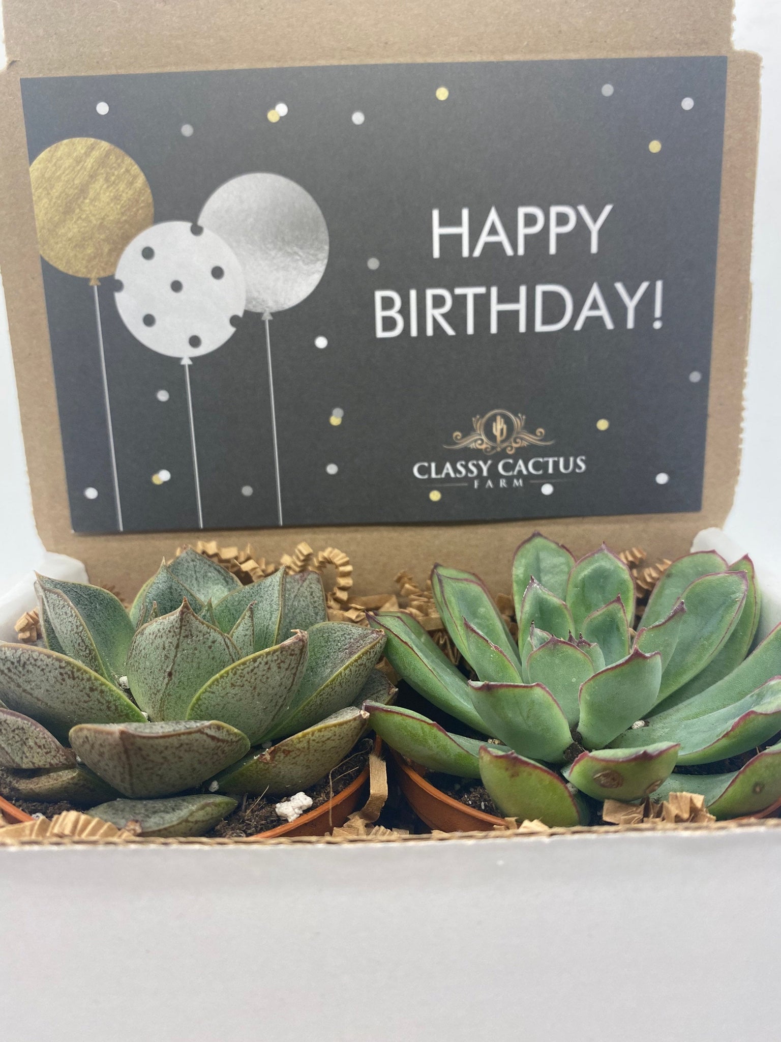 succulent birthday gift Succulent Gift Box