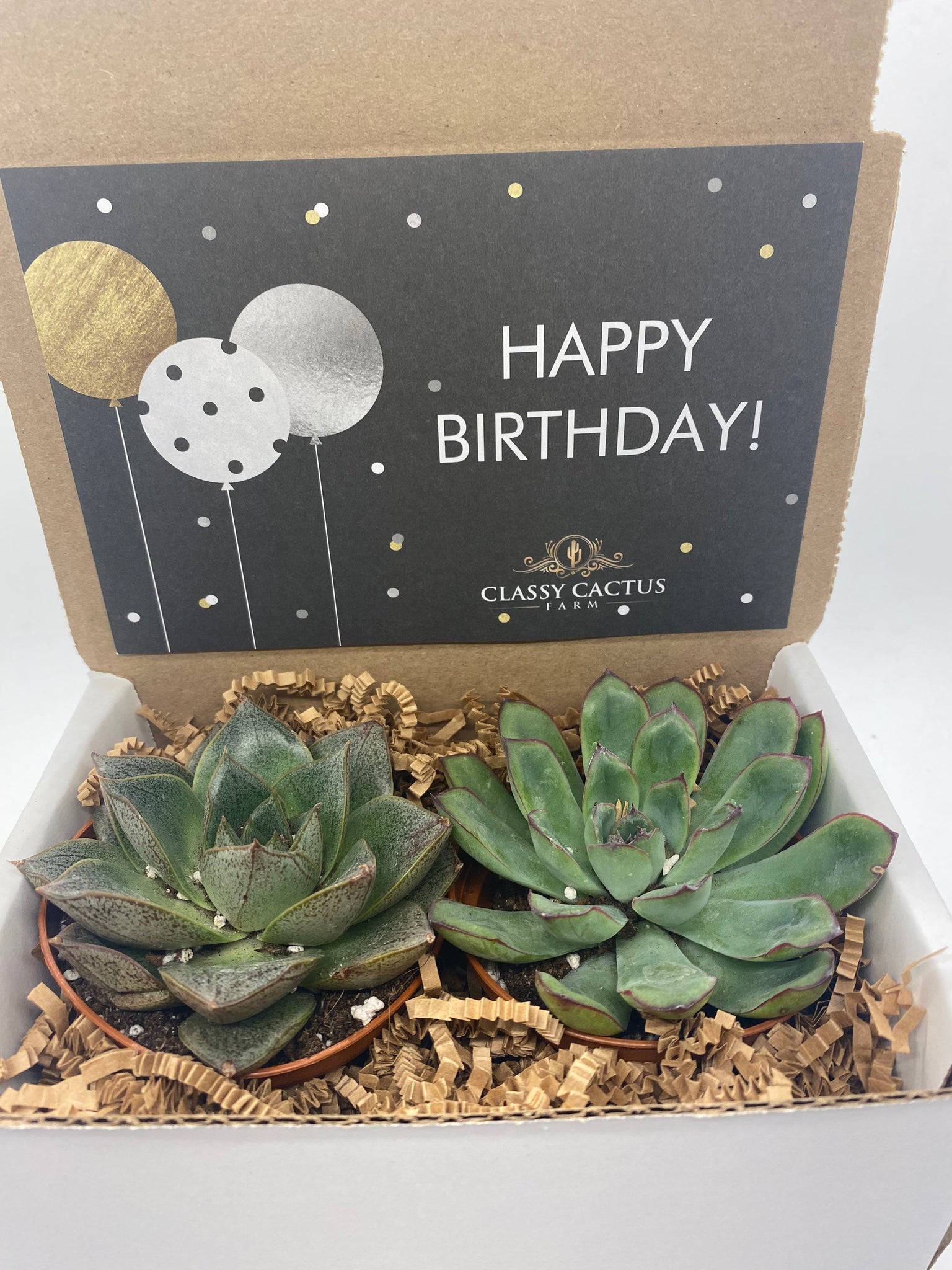 happy birthday succulents gif Succulent Gift Box - Happy Birthday Balloon