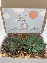 Load image into Gallery viewer, Succulent Gift Box - Thinking of you elephant
