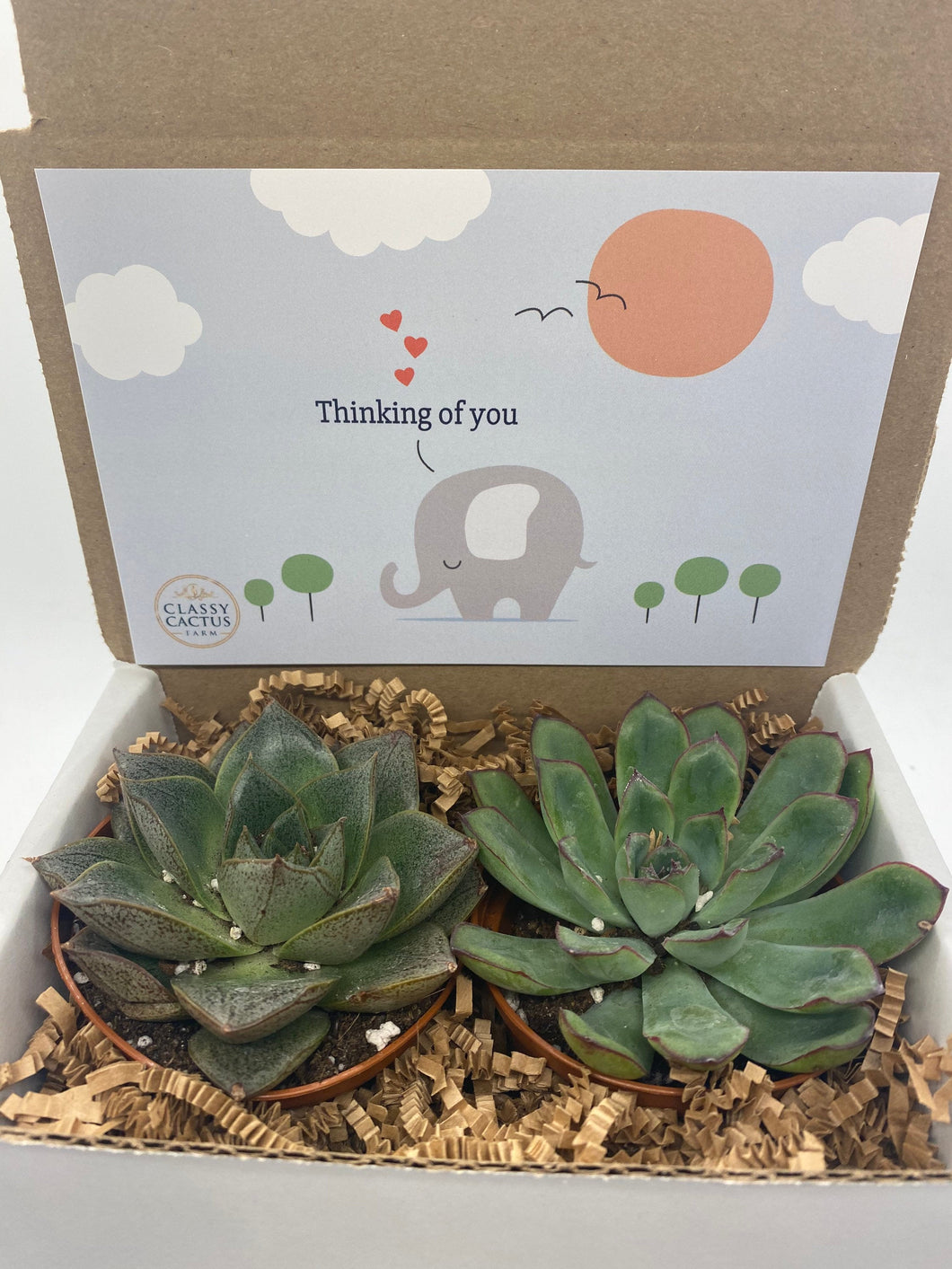 Succulent Gift Box - Thinking of you elephant