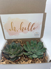 Load image into Gallery viewer, Succulent Gift Box - Hello Box

