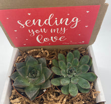 Load image into Gallery viewer, Succulent Gift Box - Sending my love - 2 Large plants (3 inch plant)
