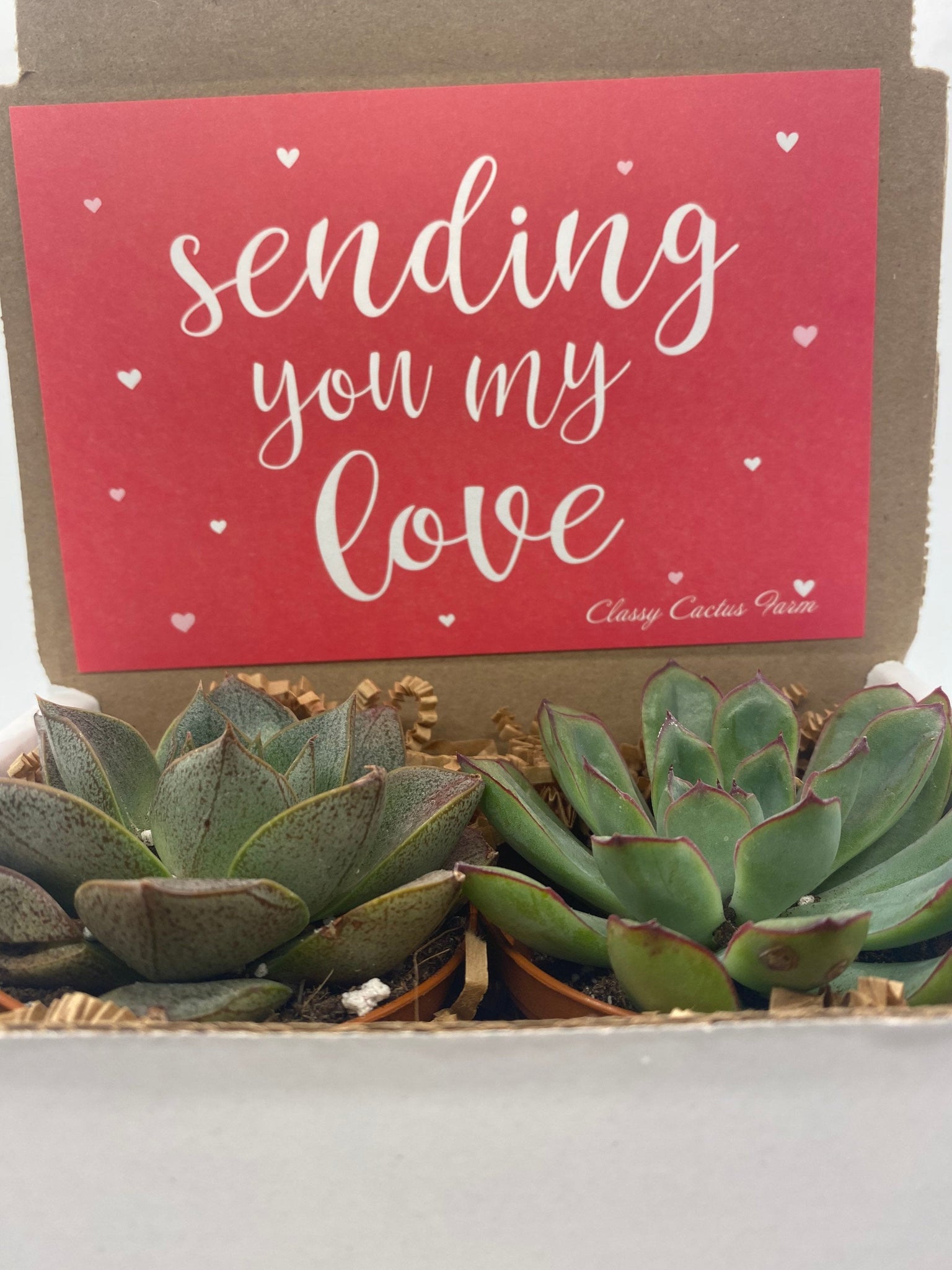 3 inch succulent plants Succulent Gift Box - Sending my love