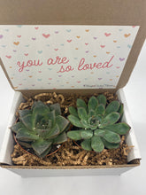 Load image into Gallery viewer, Succulent Gift Box - You are loved - 2 Large plants (3 inch plant)
