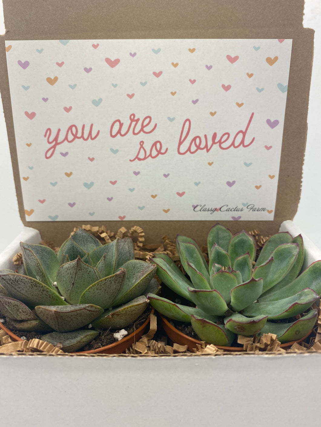 Succulent Gift Box - You are loved - 2 Large plants (3 inch plant)