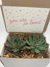 Load image into Gallery viewer, Succulent Gift Box - You are loved - 2 Large plants (3 inch plant)
