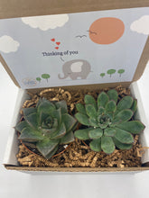 Load image into Gallery viewer, Succulent Gift Box - Thinking of you elephant
