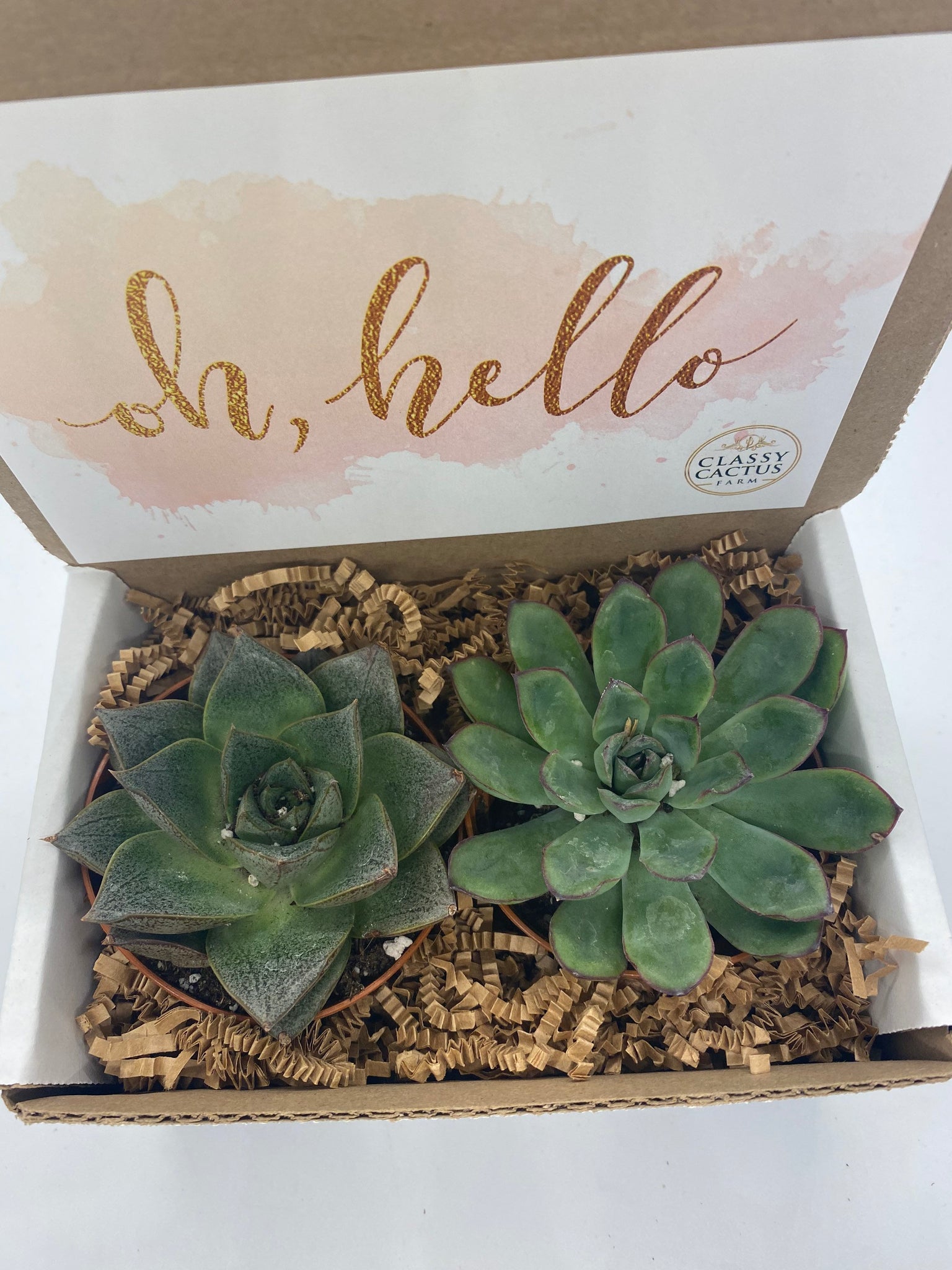 hello succulents Succulent Gift Box