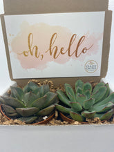 Load image into Gallery viewer, Succulent Gift Box - Hello Box
