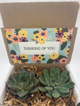Load image into Gallery viewer, Succulent Gift Box - Thinking of You
