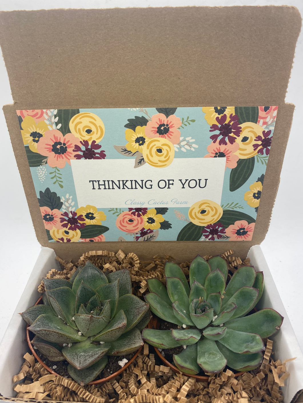 Succulent Gift Box - Thinking of You