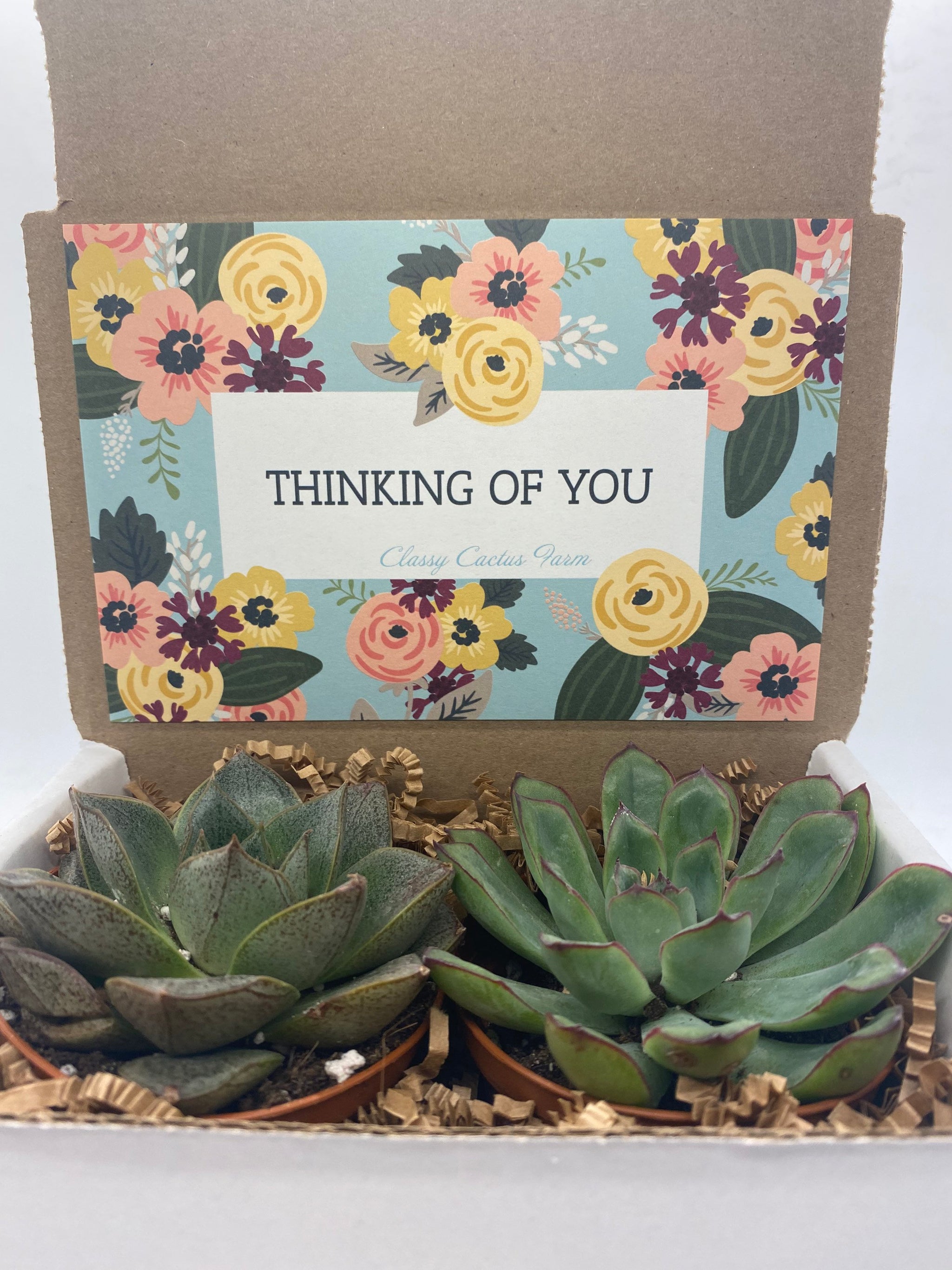 Succulent Gift Box
