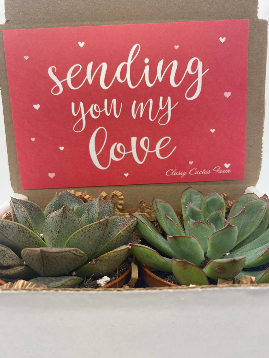 Succulent Gift Box - Sending my love - 2 Large plants (3 inch plant)