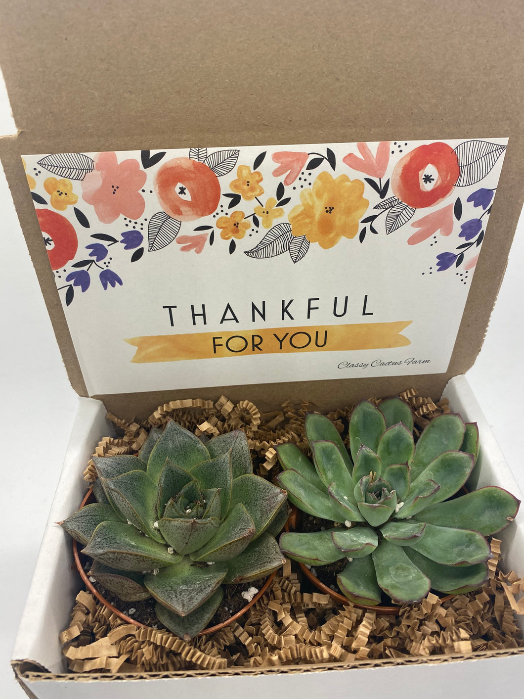 Succulent Gift Box - Thankful for You