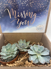 Load image into Gallery viewer, Succulent Gift Box - Missing You - 3 plants (2 inch plant)
