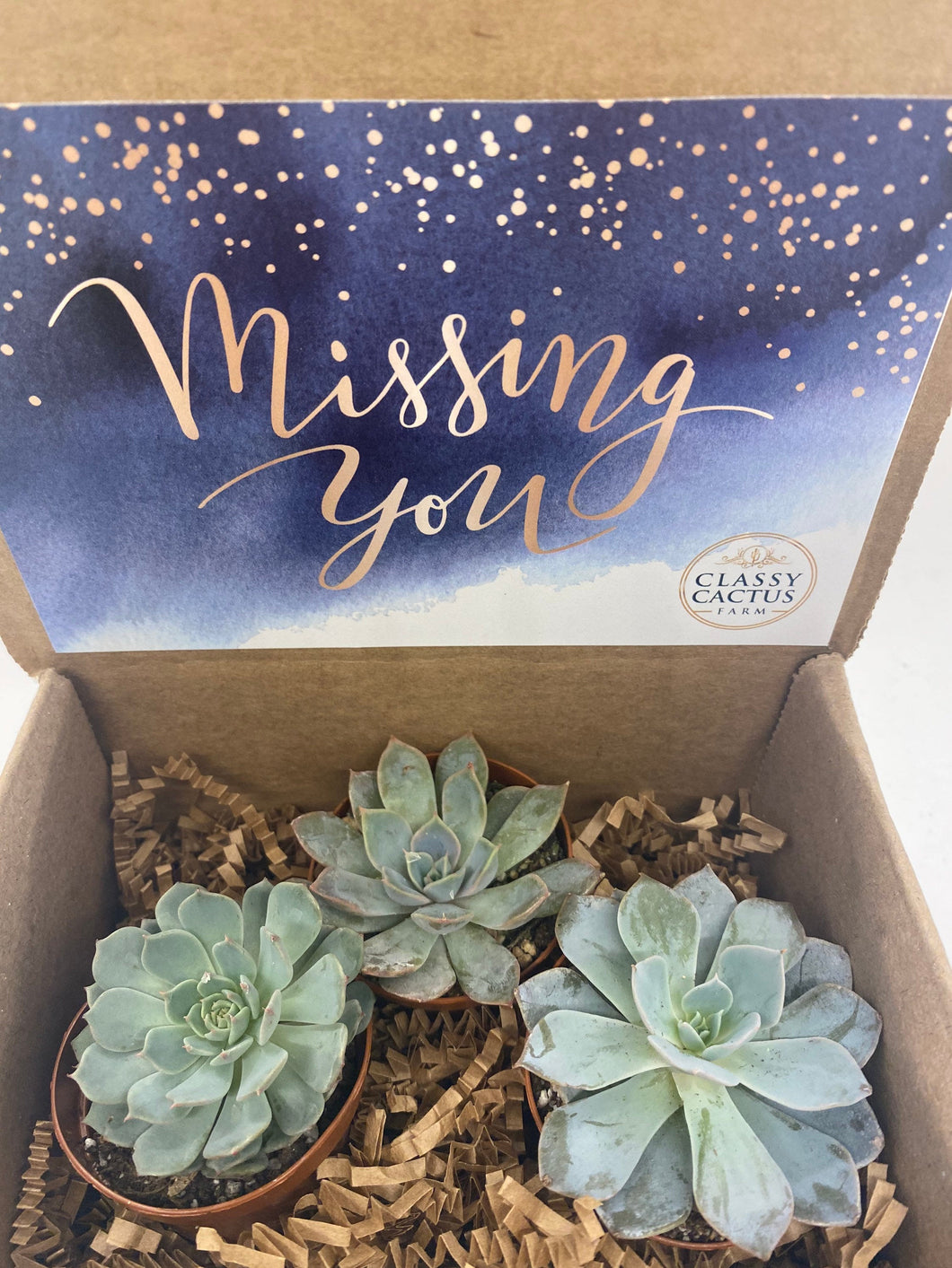 Succulent Gift Box - Missing You - 3 plants (2 inch plant)