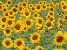 Load image into Gallery viewer, Sunflower Growing Kit
