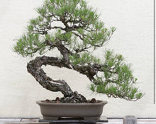 Load image into Gallery viewer, Bonsai Tree Growing Kit
