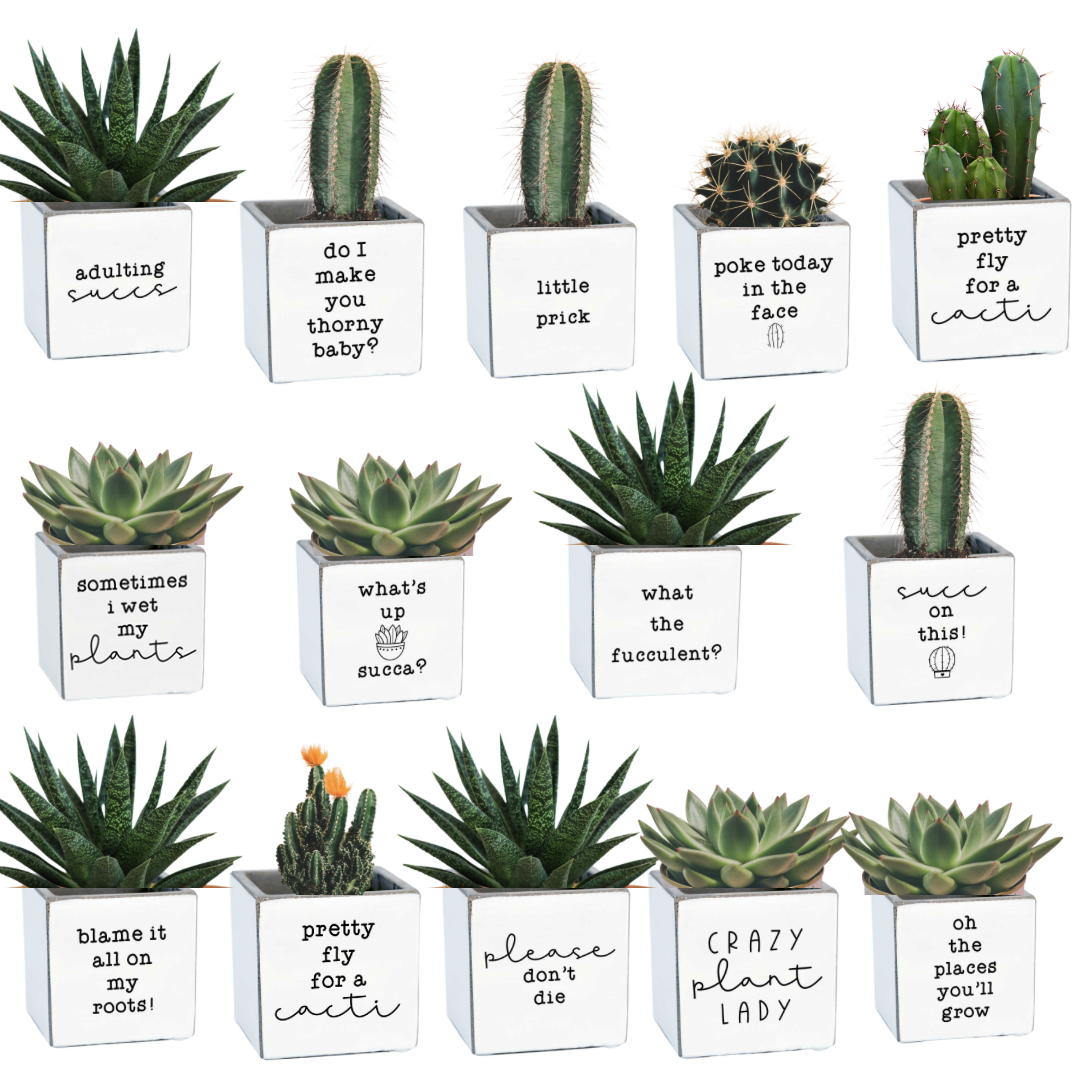 funny pots for plants Punny Pots – Classy Cactus Farm, LLC