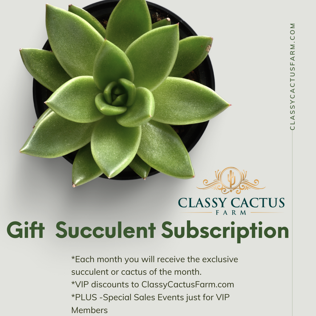 succulent subscription box Gift VIP Succulent Box – Classy Cactus Farm, LLC