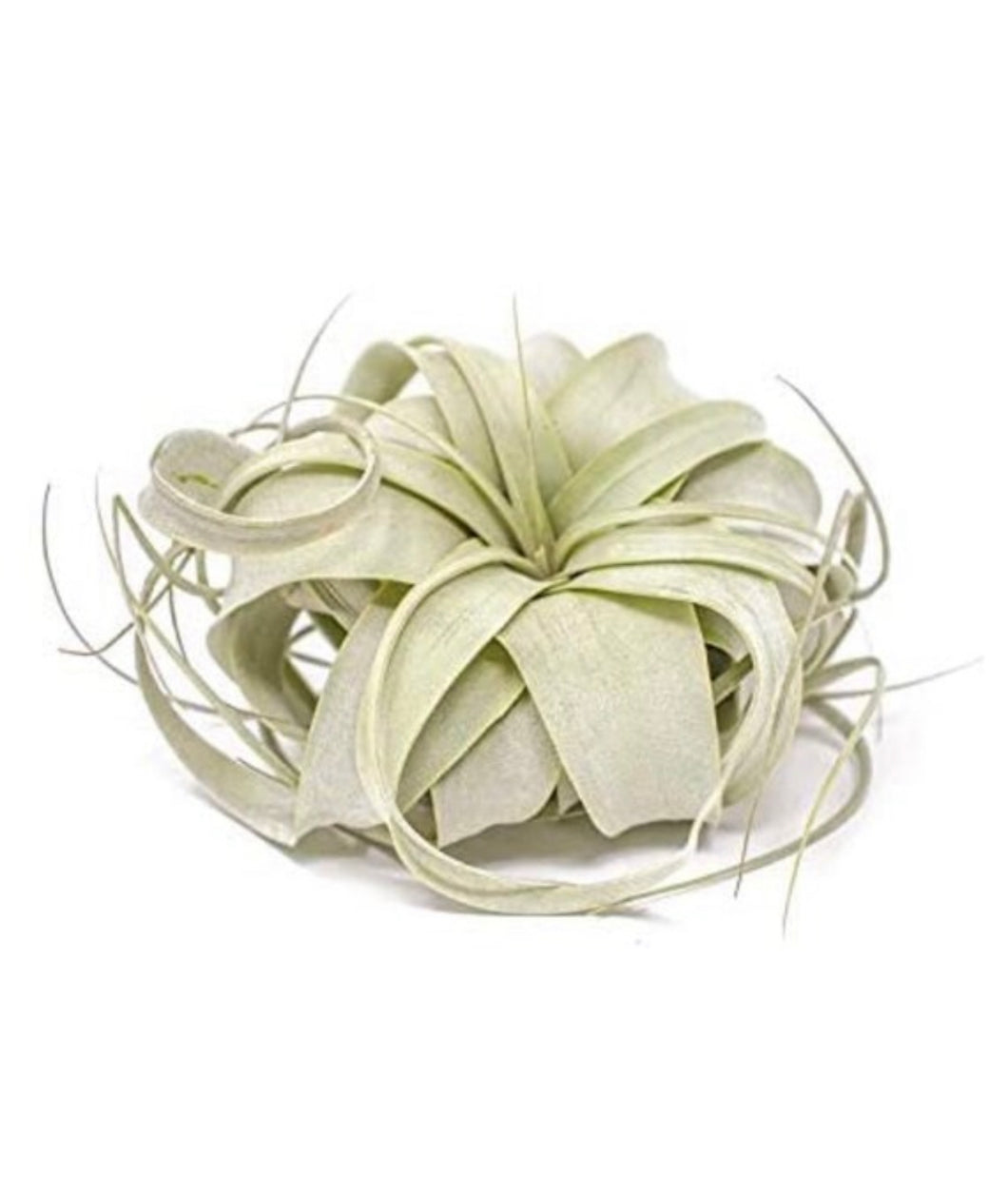 king air plant King Air Plant