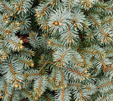 Load image into Gallery viewer, Blue Spruce Growing Kit
