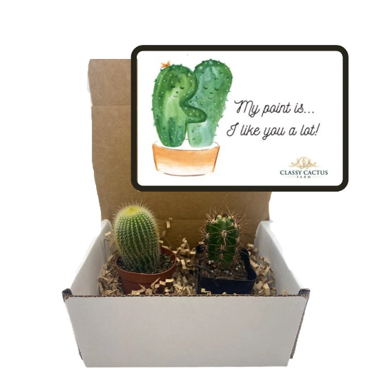 Cactus Gift Box