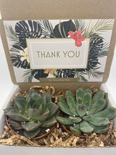 Load image into Gallery viewer, Succulent Gift Box - Thank You
